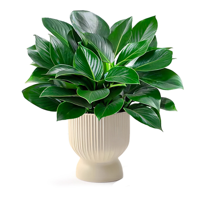 大盆金钻盆栽30天养死包赔