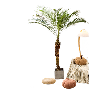 针葵树盆栽大型绿植物办公室内客厅椰子棕榈好养网红轻奢落地盆景