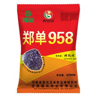 国审春播夏播郑单958玉米种高产抗病耐热抗旱饲料种农科院保发芽