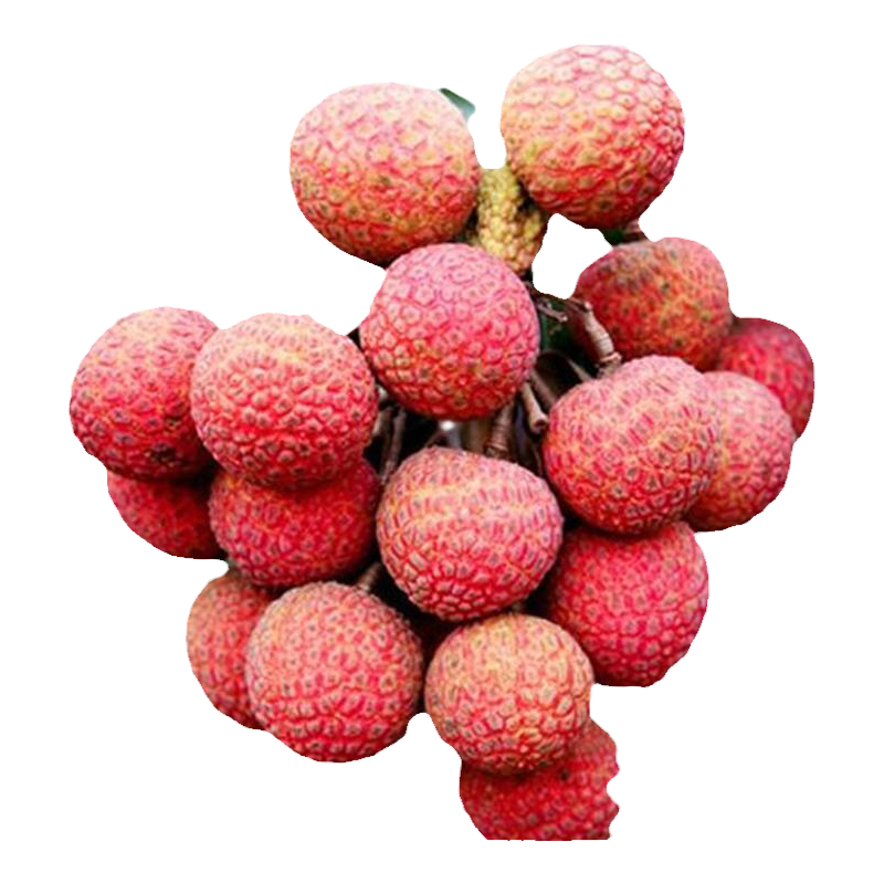 荔枝树苖无核桂味果树盆栽妃子笑嫁接水果树苗糯米糍果苗当年结果