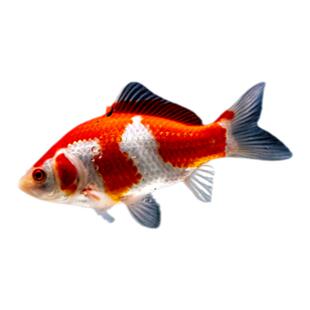 草金鱼摆摊小金鱼淡水鱼好养小型鱼活鱼冷水观赏鱼锦鲫鱼苗凤尾鱼