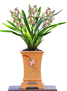 翁源兰花君荷浓香带花香好养盆栽
