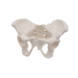 动态女性腰椎骨盆骨骼模型关节可活动迷你小盆骨产康人体医用骨架