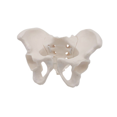 治帮动态骨盆模型迷你版