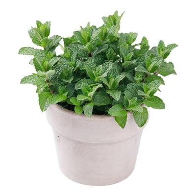 多种类型香草植物香型各异
