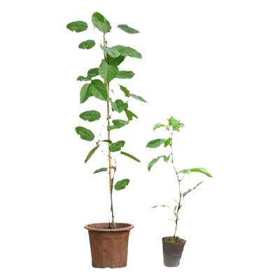 钦蜜9号黄金百香果苗嫁接苗四季