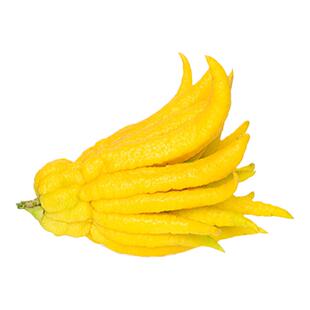 【一物一拍，现场挑选】金华佛手 佛手果金佛手 开佛手水养摆放