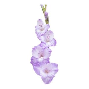 海蒂的花园剑兰唐菖蒲种球庭院阳台花卉盆栽地栽切花十三太保