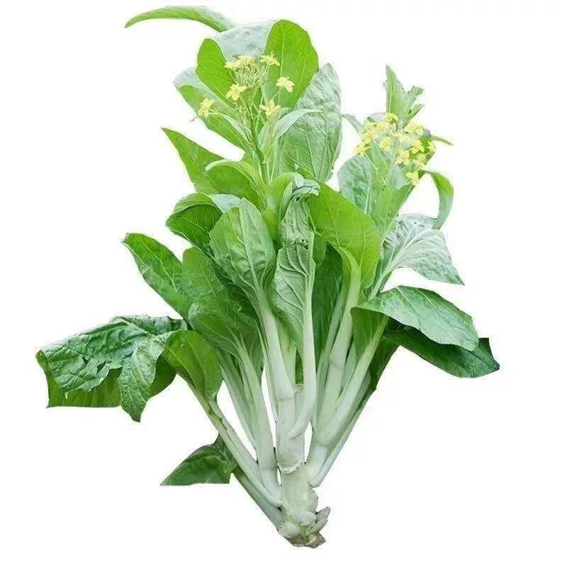 2包早熟甜脆白菜苔种子四季播菜