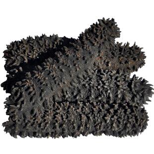 澳洲梅花参进口淡干海参野生海参干货冷水深海刺参食用水产非辽参