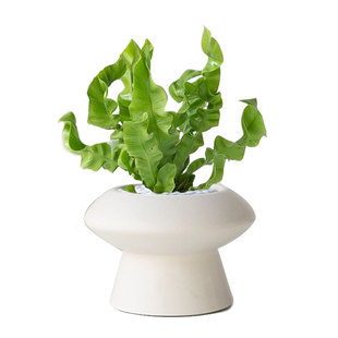 火焰鸟巢蕨盆栽室内四季常青耐阴新手好养观叶桌面绿植净化空气