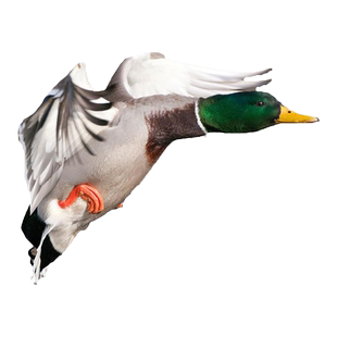 老鸭子整鸭老飞鸭醉荆楚洪湖会飞鸭子农家散养绿头鸭新鲜散装麻鸭