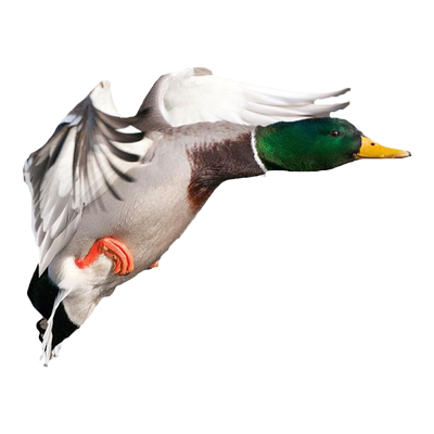 醉荆楚洪湖农家散养新鲜绿头鸭