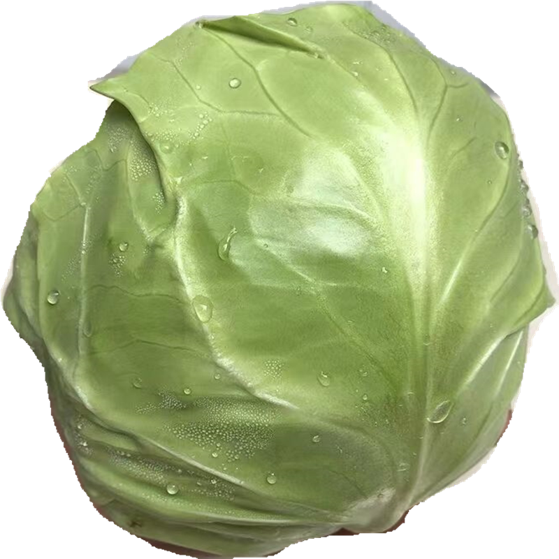 新鲜蔬菜绿甘蓝卷心菜大头菜包心菜圆包菜沙拉菜生吃9斤产地直销