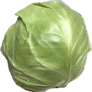新鲜蔬菜绿甘蓝卷心菜大头菜包心菜圆包菜沙拉菜生吃9斤产地直销