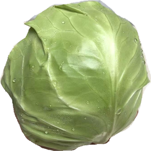 新鲜蔬菜绿甘蓝卷心菜大头菜包心菜圆包菜沙拉菜生吃9斤产地直销