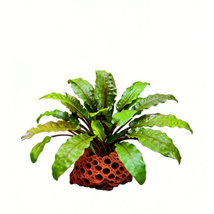 鱼缸造景火山石天然多孔定植椒草淡水草植物生态环境水体溶氧盆景