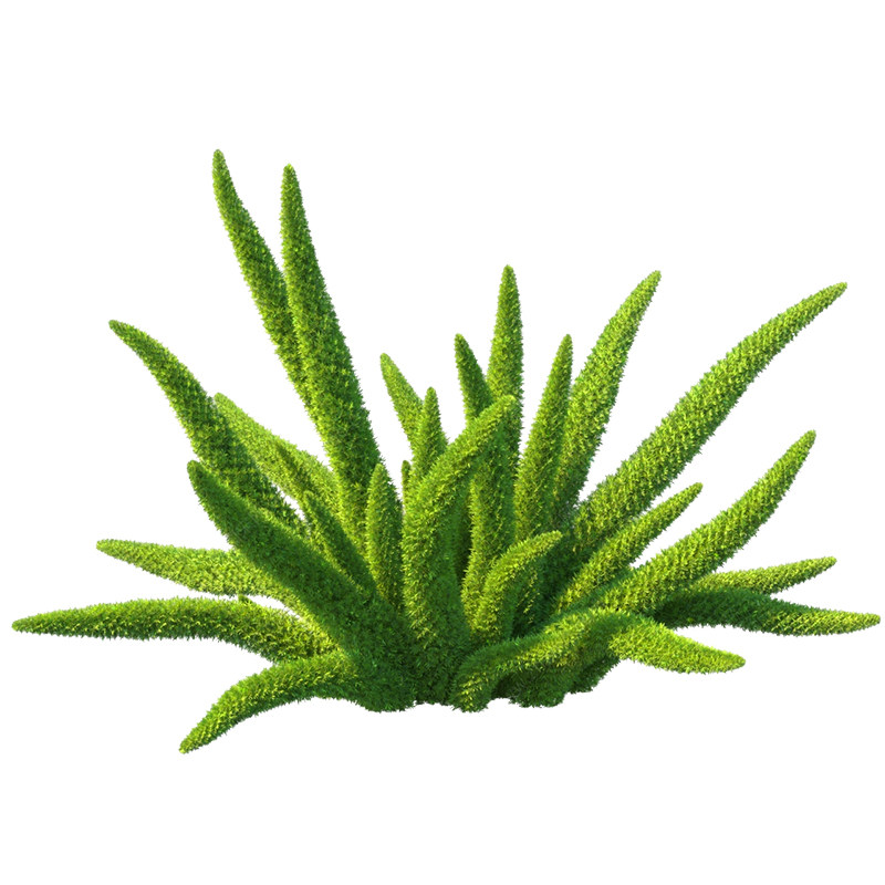 狐尾天门冬盆栽地栽植物庭院阳台