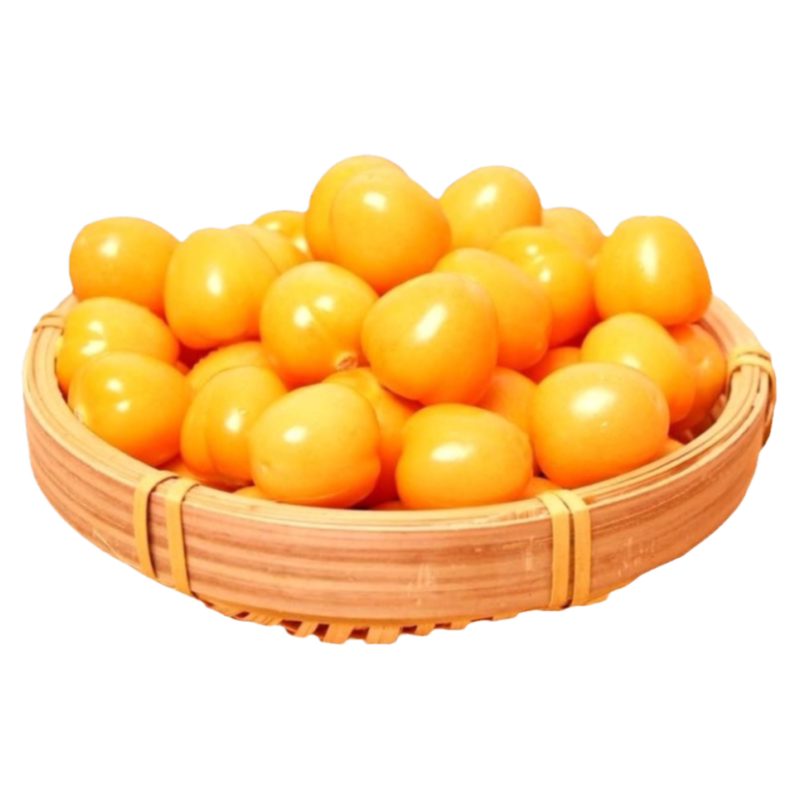 黄姑娘秧苗苗子四季蔬菜苗