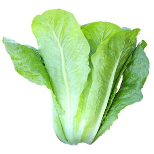 意大利生菜王种子种籽四季紫叶蔬菜阳台大全菜种孑籽种农家菜籽