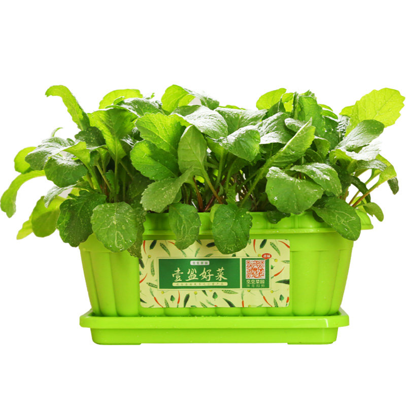 种植套餐塑料田园家用阳台种菜盆