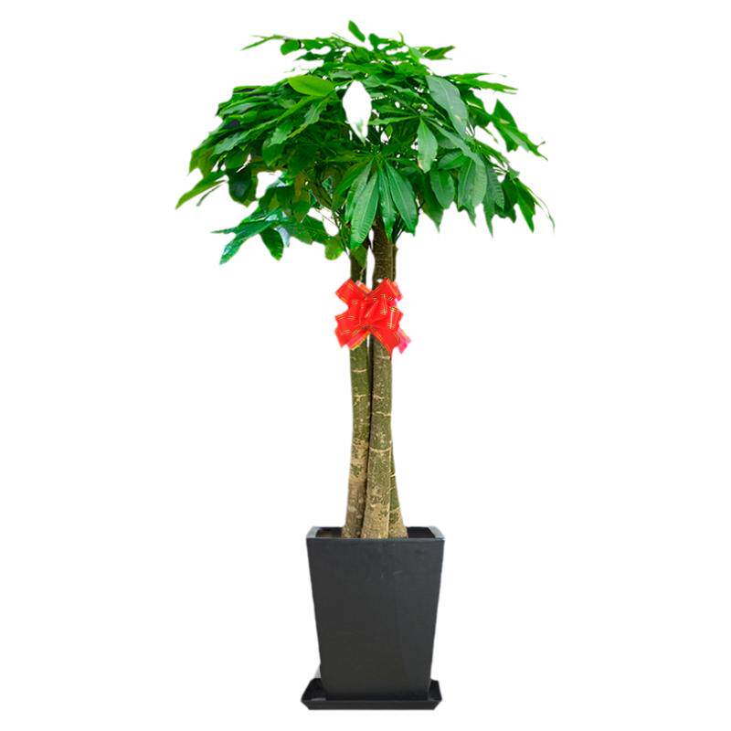 绿植花卉落地发财树植物盆栽