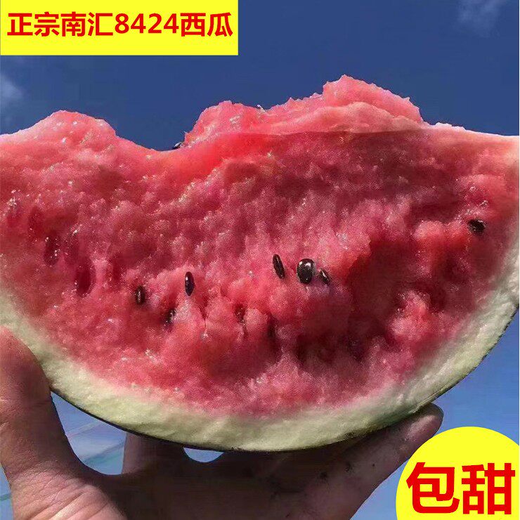 正宗上海南汇8424西瓜礼盒装头藤西瓜新鲜水果产地直发新鲜当季