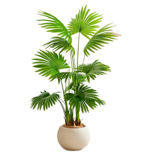 大叶蒲葵盆栽室内大型植物观叶棕榈树扇叶客厅大盆栽耐旱好养绿植