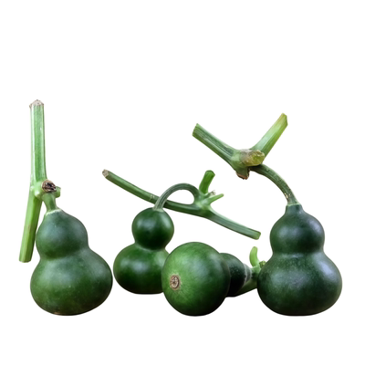 新品种翡翠葫芦苗带土发货