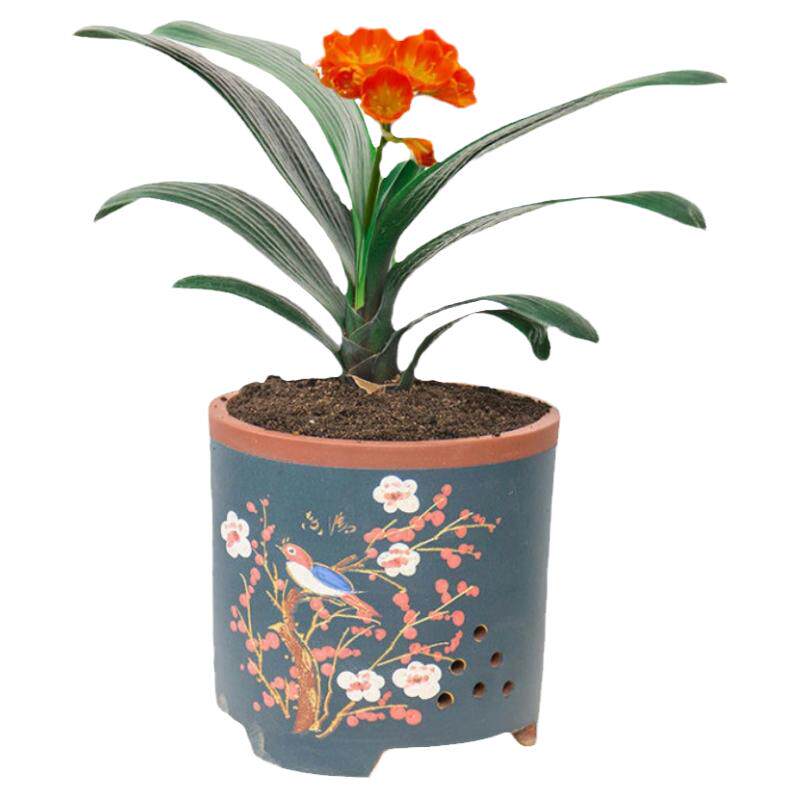 四季君子兰盆栽带花苞大苗花卉植物室内易活绿植水培好养多肉大全
