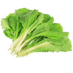 根达菜君达菜 牛皮菜 厚皮菜 根达菜种子 产量高蔬菜籽 春夏秋