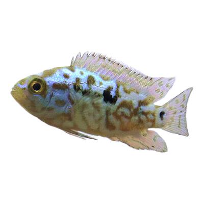 银河星钻热带鱼淡水好养