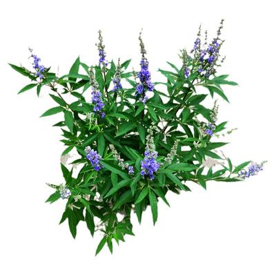 成品庭院多年生灌木宿根穗花牡荆