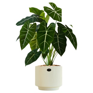 大盆绿天鹅绒海芋盆栽彩叶芋植物网红去甲醛室内桌面绿植观叶好养