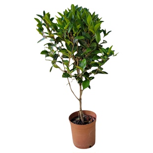 夏日七心红山茶花四季开花茶花阳台庭院盆栽地栽10年老店原叶原土