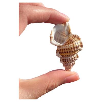 天然贝壳海螺美珠翼法螺标本收藏鱼缸水族箱造景装饰创意家具摆件