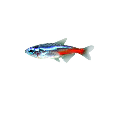 超爱群游红绿灯鱼好养热带观赏鱼