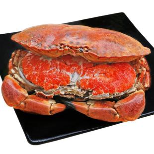 超大面包蟹母帝王蟹鲜活熟冻大螃蟹海蟹新鲜海鲜水产黄金蟹珍宝蟹