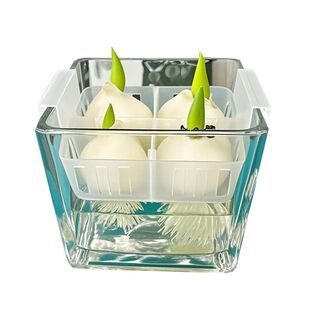 水培郁金香玻璃花盆含定植篮水养种球透明器皿固定蓝支架方形桌面