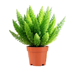 狐尾天门冬盆栽绿植地栽大苗花卉室外庭院阳台植物四季绿植造景