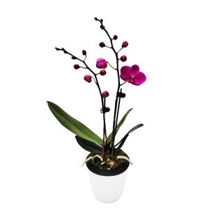 洋兰原种卡特兰 140#盆 爱多  C. eldorado 'M. Ito' BM/JOS