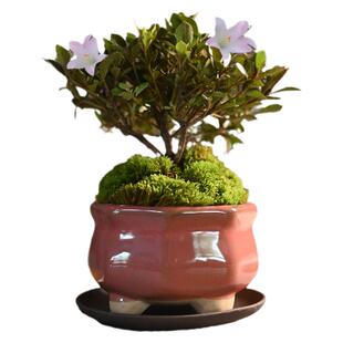 日本皋月杜鹃小盆景老桩树苗栽若惠比须碧空八重之月花缀一物一拍