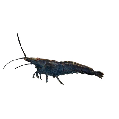 除藻黑壳虾淡水草缸除苔藻