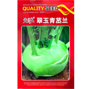 苤蓝种子紫苤兰种籽青芥兰头春秋季球茎水果甘蓝阳台庭院蔬菜种孑