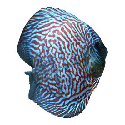 顺丰包邮七彩神仙鱼活体海联