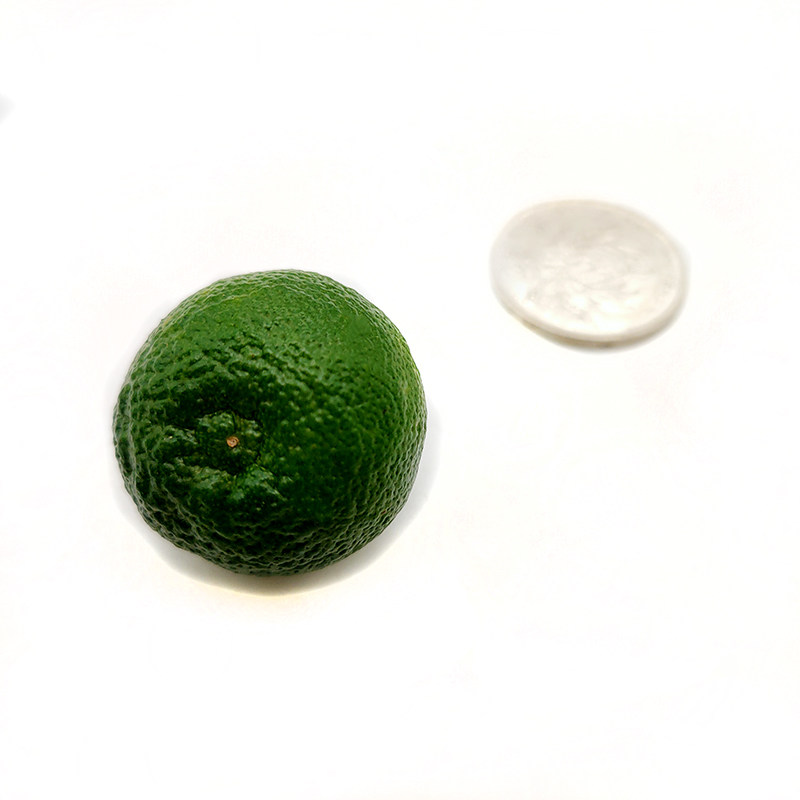 橘子新鲜海南小金桔柠檬饮品