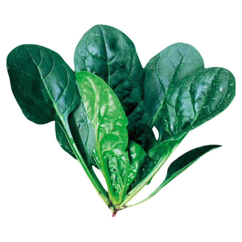 大叶红根菠菜种籽圆叶老菠菜种子