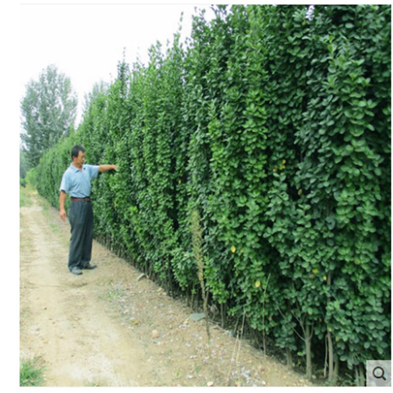 四季常青大叶黄杨苗直立北海道冬青树苗篱笆苗庭院围墙用耐寒植物