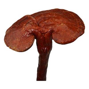 云南代磨金边赤灵芝粉竹灵芝干货红林芝长柄紫灵芝黑灵芝片