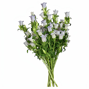 风铃花鲜花云南基地直发风铃草鲜切花家庭办公室水养插花顺丰包邮